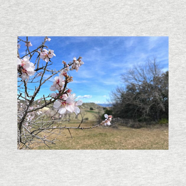 Almond blossom by MasoMelo